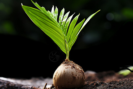 小植物生长背景图片