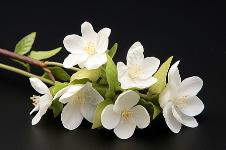优雅的白色花束背景图片