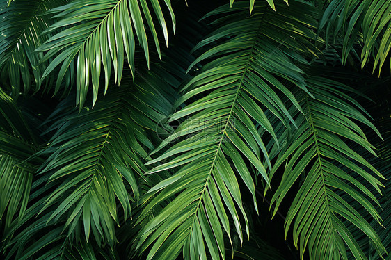 绿叶掩映下的棕榈树图片
