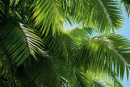 蓝天下的棕榈树高清图片