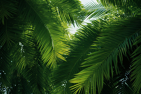 绿叶掩映下的棕榈树高清图片