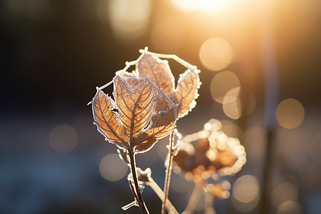 冬季的结冰树叶背景图片