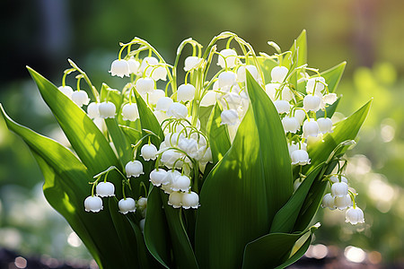 美丽白色的铃兰花图片