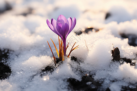 雪中绽放背景图片