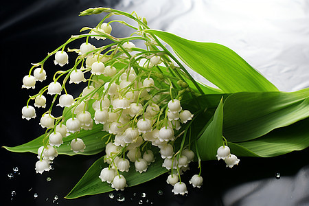 白色的铃兰花图片
