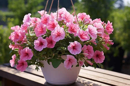 长椅上的粉色花朵图片
