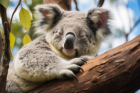 澳洲树上的小懒熊高清图片