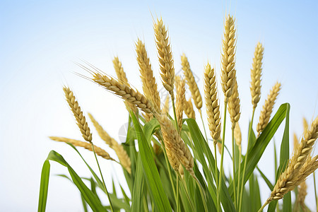 黄色麦田小麦的穗高清图片
