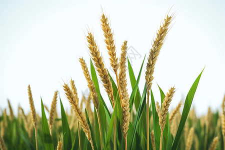 田野麦浪小麦的穗高清图片