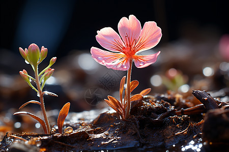 花朵绽放背景图片