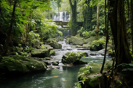 丛林中一条河流图片