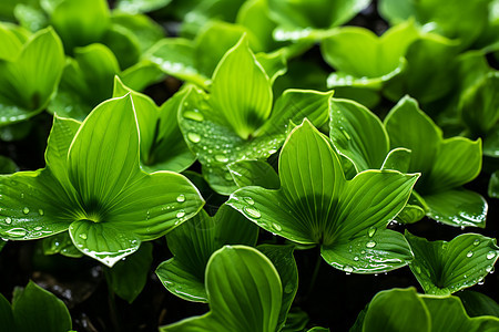 绿色植物上的水滴图片