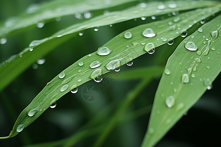 带雨水的绿叶图片