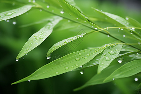 清新夏日中的水滴翠叶高清图片