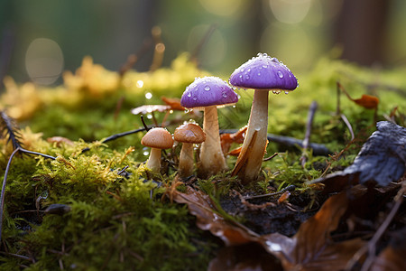 麻辣香菇苔藓丛中的蘑菇背景