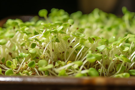 新鲜豆芽在碗里浸泡图片