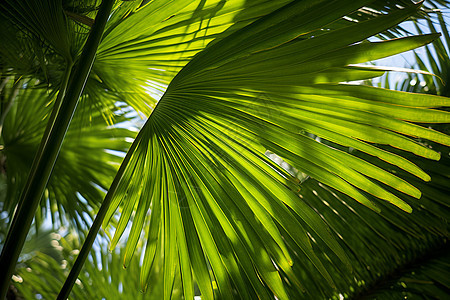 翠绿的棕榈树叶图片