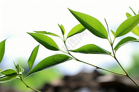 青葱的绿色植物图片