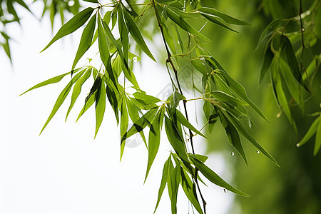 雨后清新的枝头图片