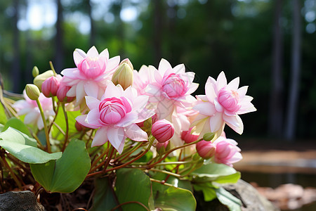 荷塘边的粉色花朵图片