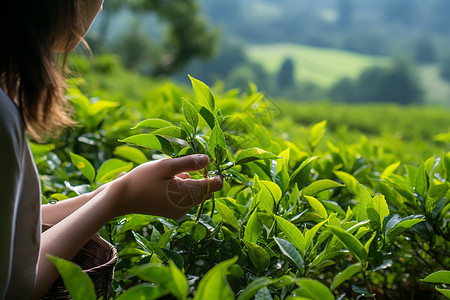 农业的茶园茶叶图片