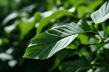 茂密的植被茂密植被高清图片