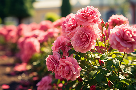 粉色玫瑰花园背景图片