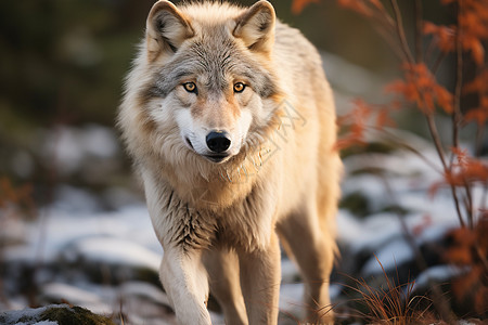 冬季户外凶猛的狼背景图片