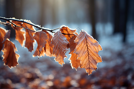 冬日林间的树叶背景图片