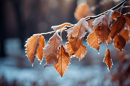 树叶上的霜背景图片