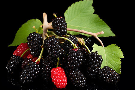 新鲜采摘的树莓水果图片
