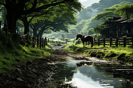 郁郁葱葱的乡村丛林景观图片