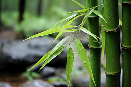 竹林春波的美丽景观图片