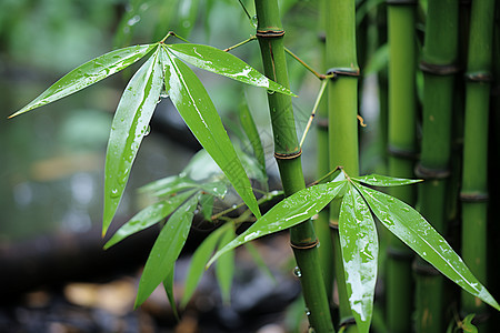 清新绿意的竹林景观图片