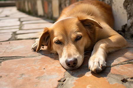 中华田园犬乖巧懂事的宠物狗狗背景