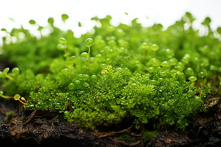 带水珠的苔藓高清图片