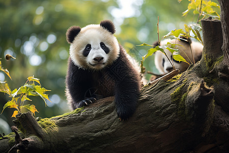 可爱的大熊猫背景图片