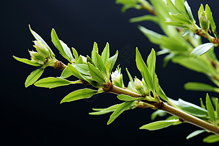 柳树绿芽图片