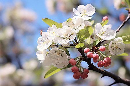 白色梨花白色花园高清图片
