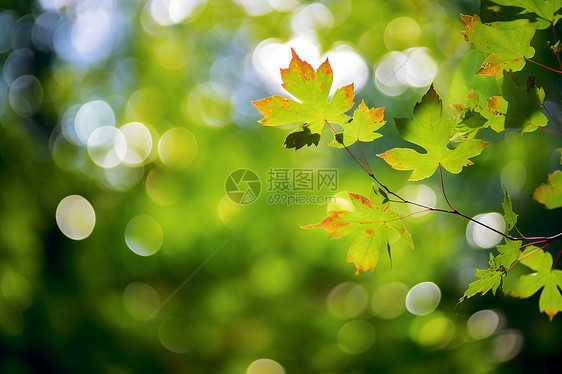 绿荫树的朦胧背景图片