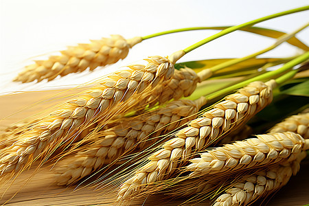 丰收的一束麦穗背景图片