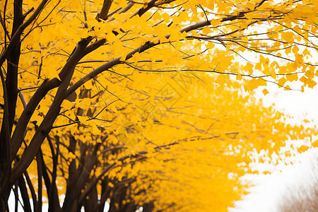 金黄的银杏树图片