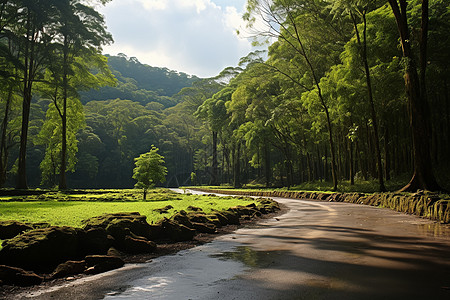 森林公园中的道路图片