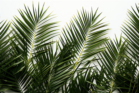 户外高雅的棕榈树叶背景图片