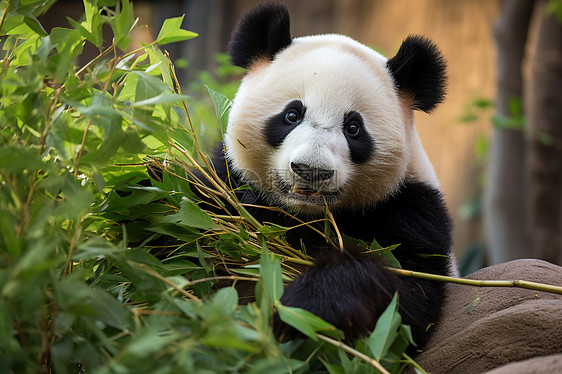 熊猫幸福享受竹子大餐图片