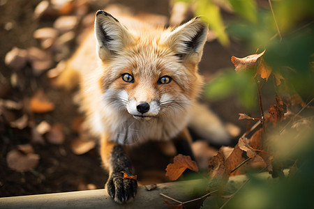 森林中一只狐狸图片
