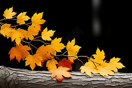 秋意盎然的树叶图片