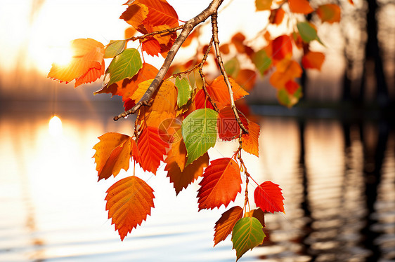秋日林间叶子图片