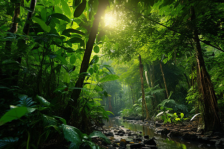 亚洲热带雨林的神秘景色高清图片