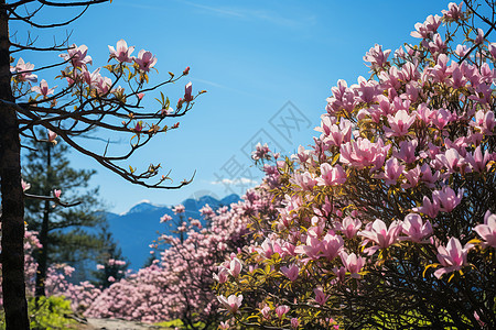 自然的美丽鲜花背景图片